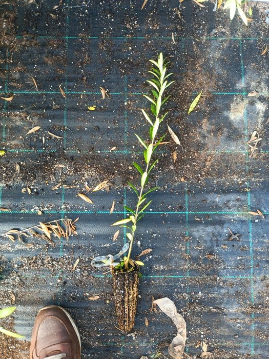 Oliveiras cobrançosa e arbequina.