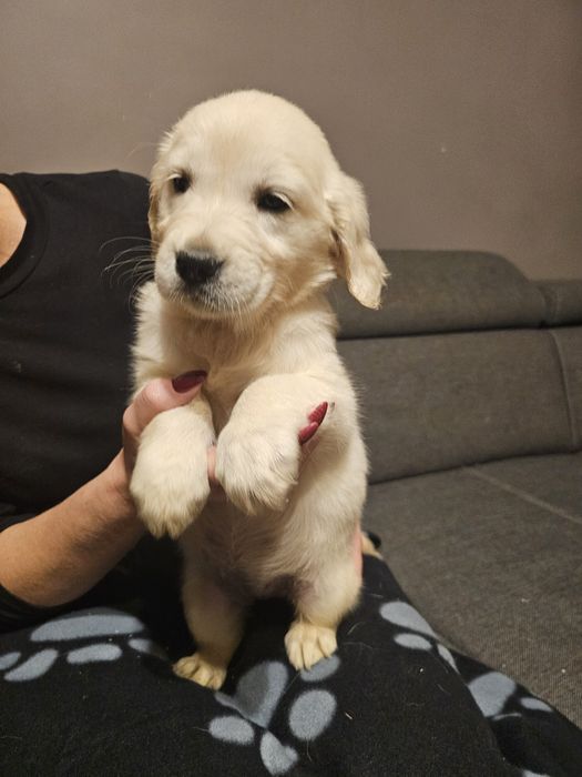Golden retriever szczeniak
