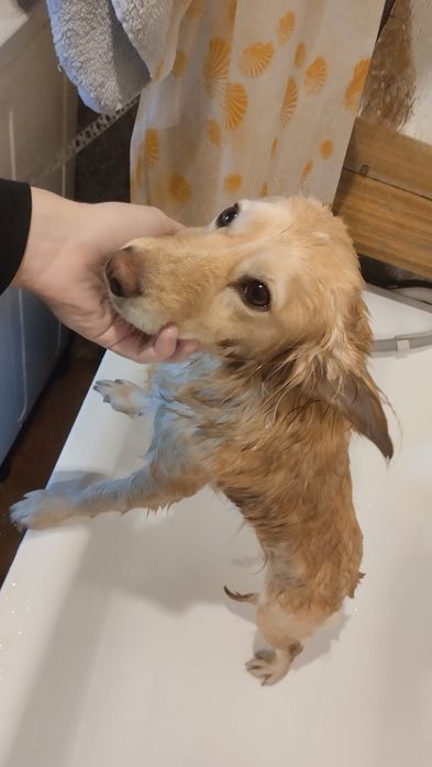 Передержка животных собак кошек грызунов птиц рептилий насекомых и тд