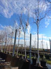 Brzoza pożyteczna 'Doorenbos' Betula utilis