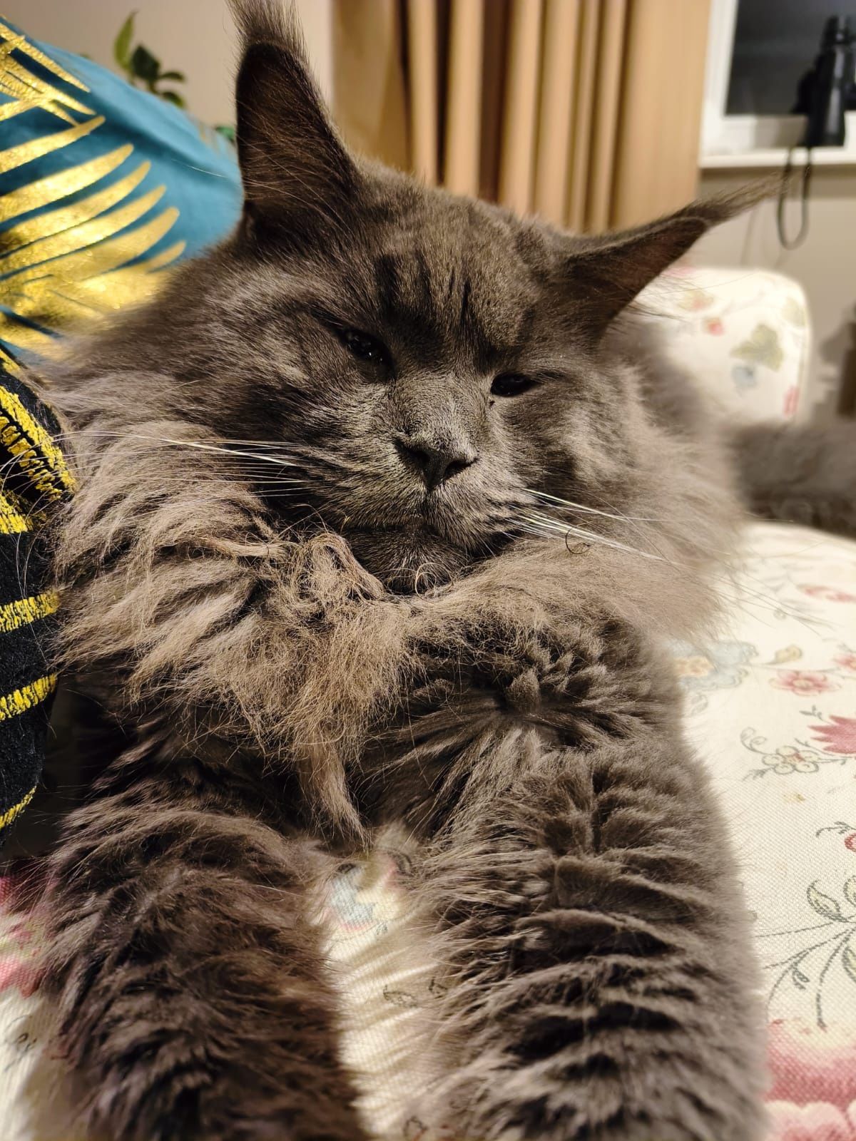 Maine coon Śliczna kotka
