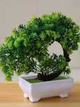 Nowe drzewko bonsai.
