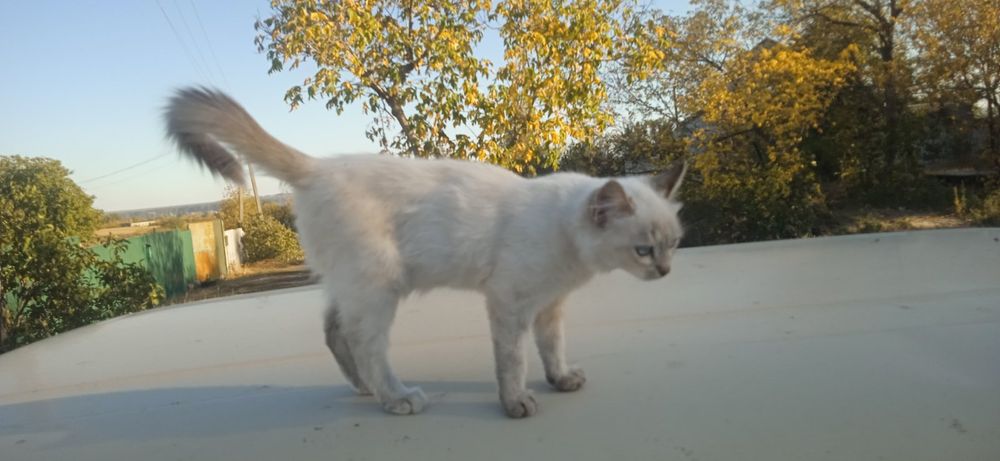 Отдам котенка бесплатно