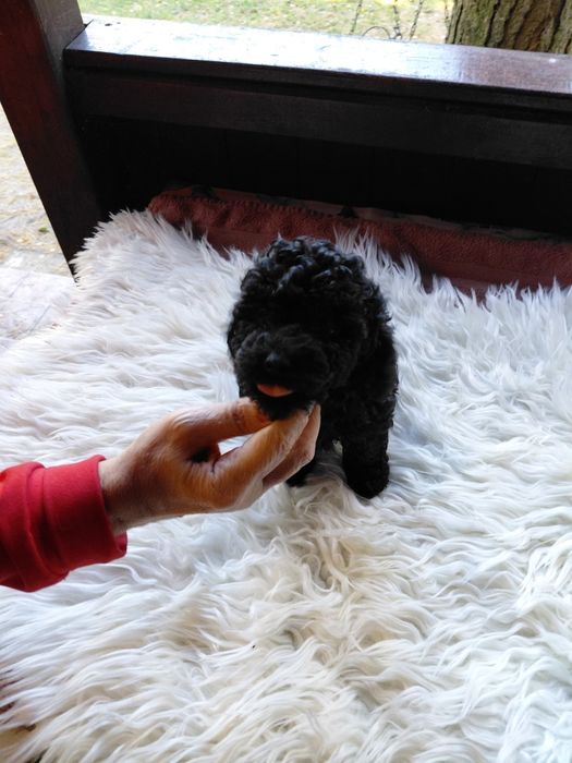 Pudel toy - piesek czarny