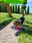 Piesek Beagle gotowy do odbioru metryka czip wyprawka