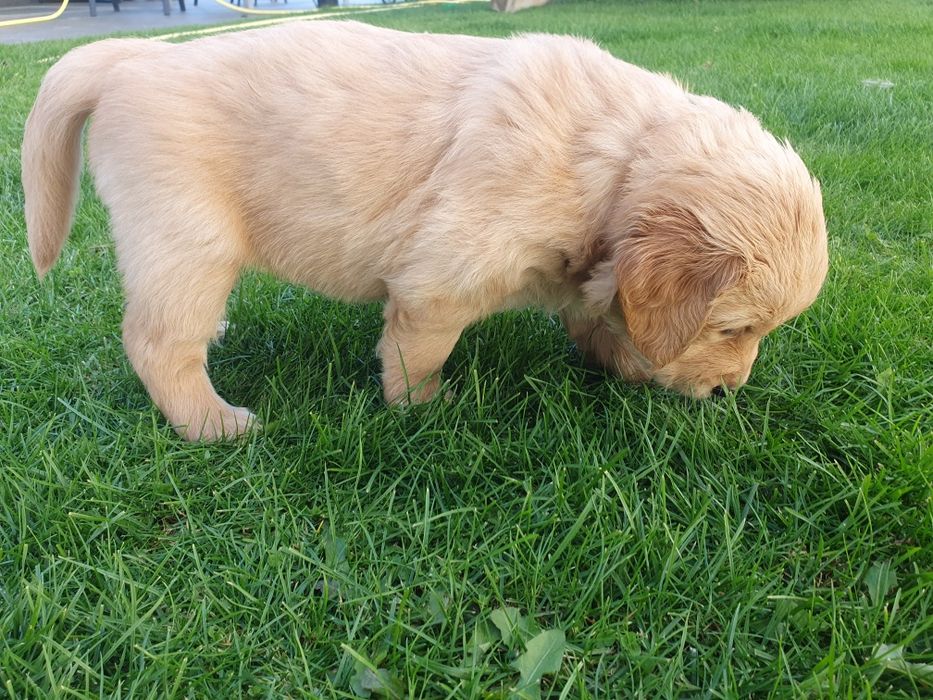 Golden Retriever linia amerykańska / piesek / szczeniak /rodowód ZK.PL