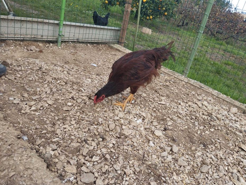 Frango Rhode Island de 9 meses