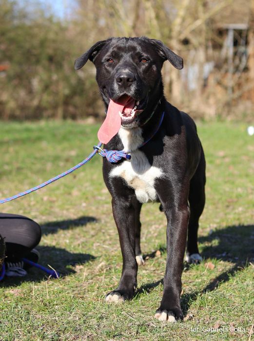 Synuś 2 letni psiak szuka domu !