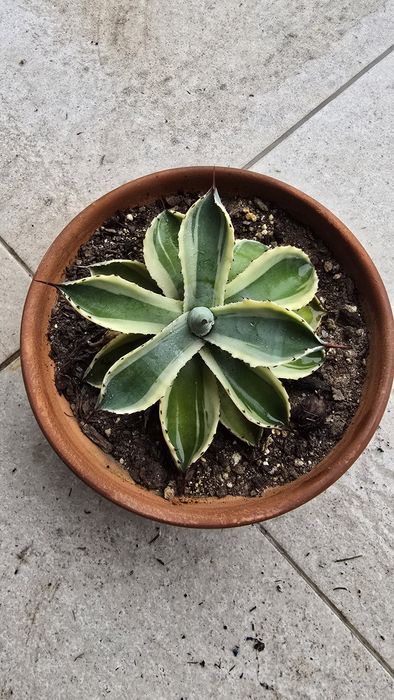 Agave Lophanta Quadricolor