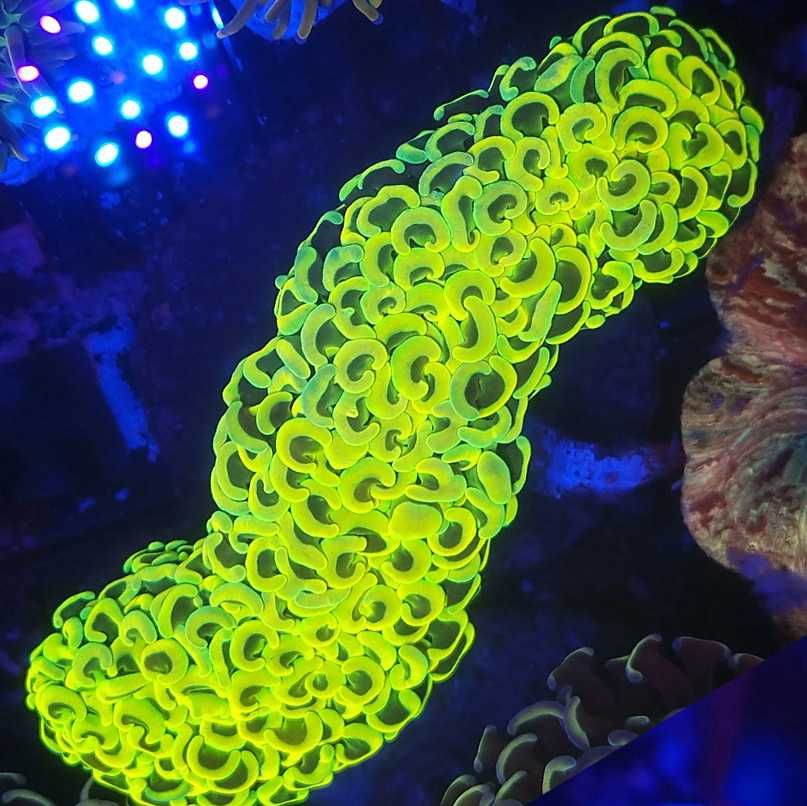 Euphyllia Ancora Yellow koral akwarium morskie koralowce Korale.Pro
