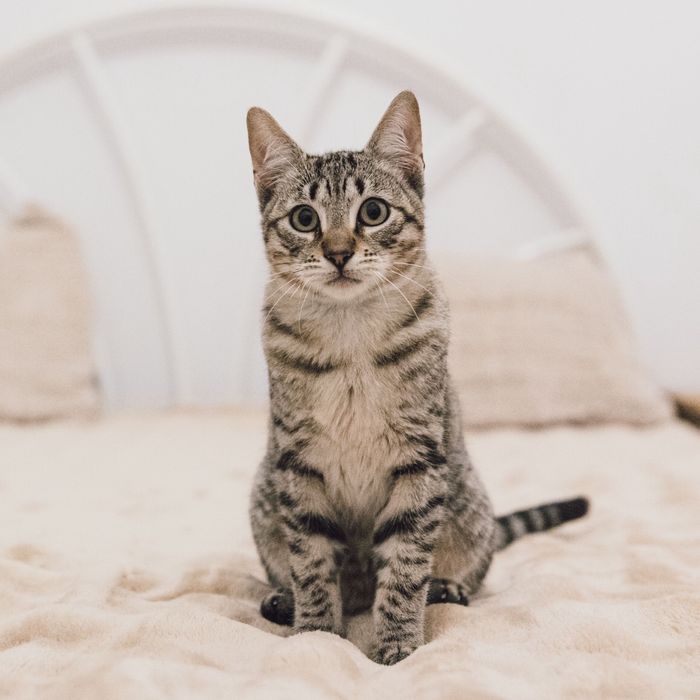 Gatinhos bebes para adoção responsavel