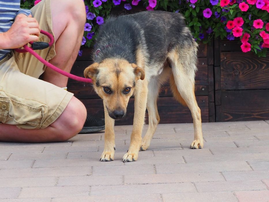 Młodziutki pies Frik szuka swego domu