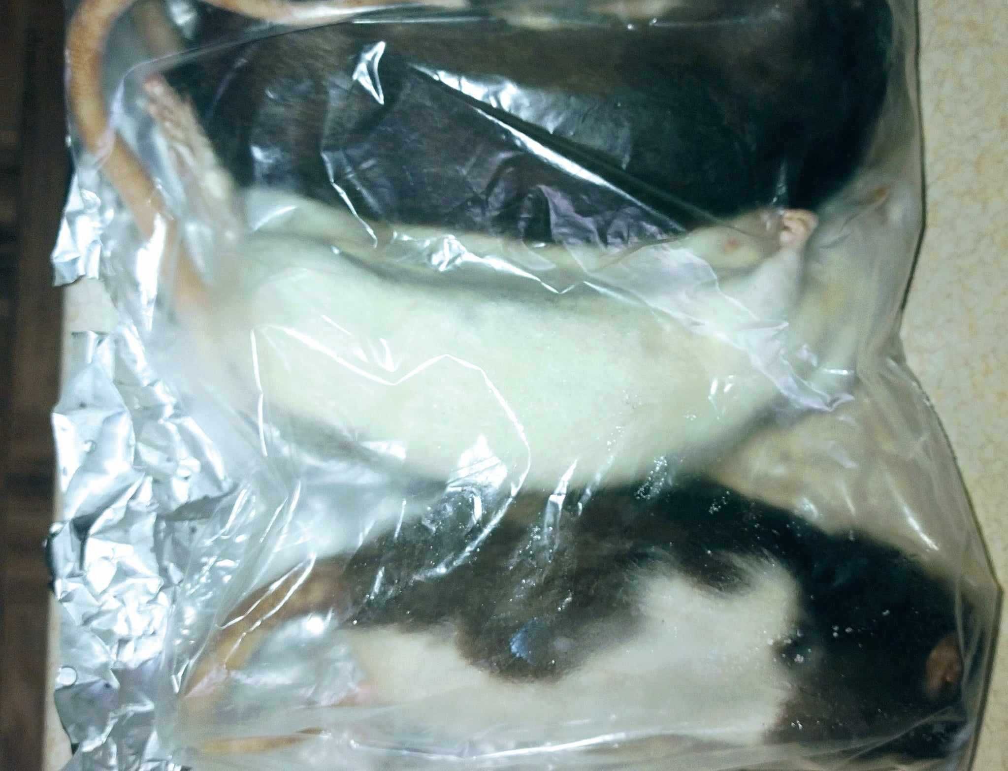 Szczur mrożony 300 gram