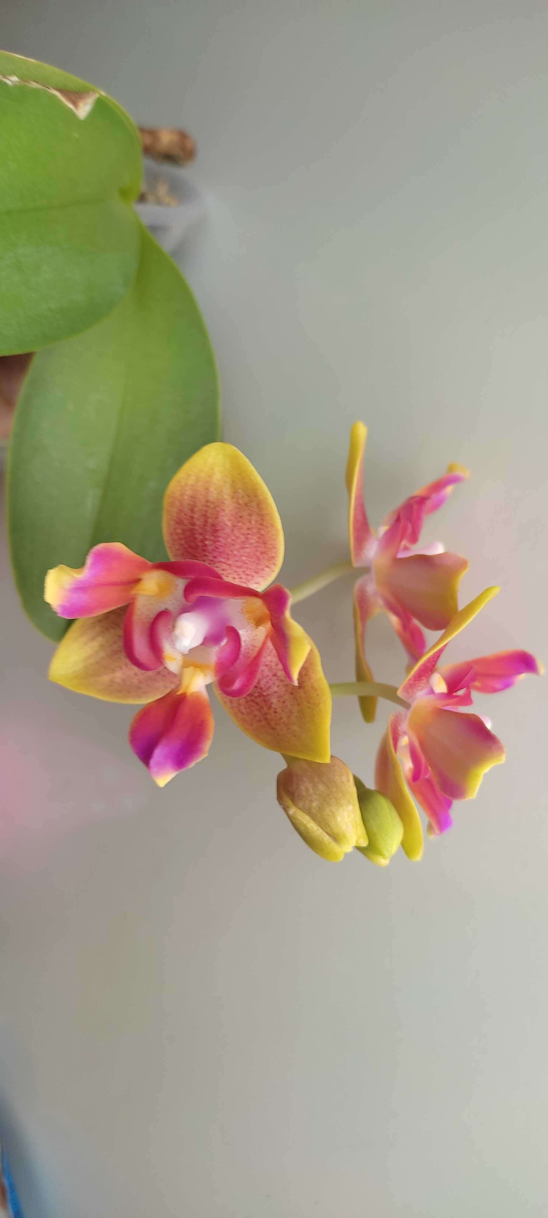 Орхідея, орхідеї триліпс арома -ціна знижена