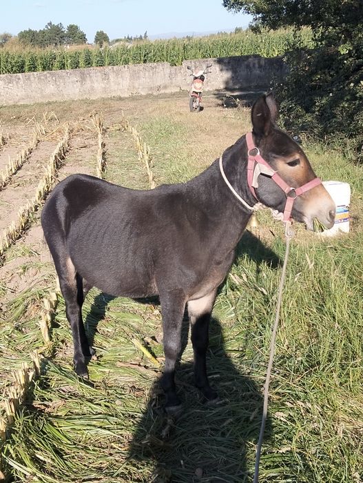 Vendo macho anão