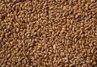 Продам фуражне зерно пшениці та госипку з доставкою