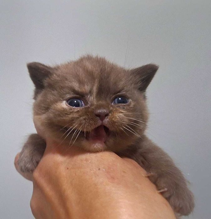 Kot Brytyjski   Rodowód PZF/WCF