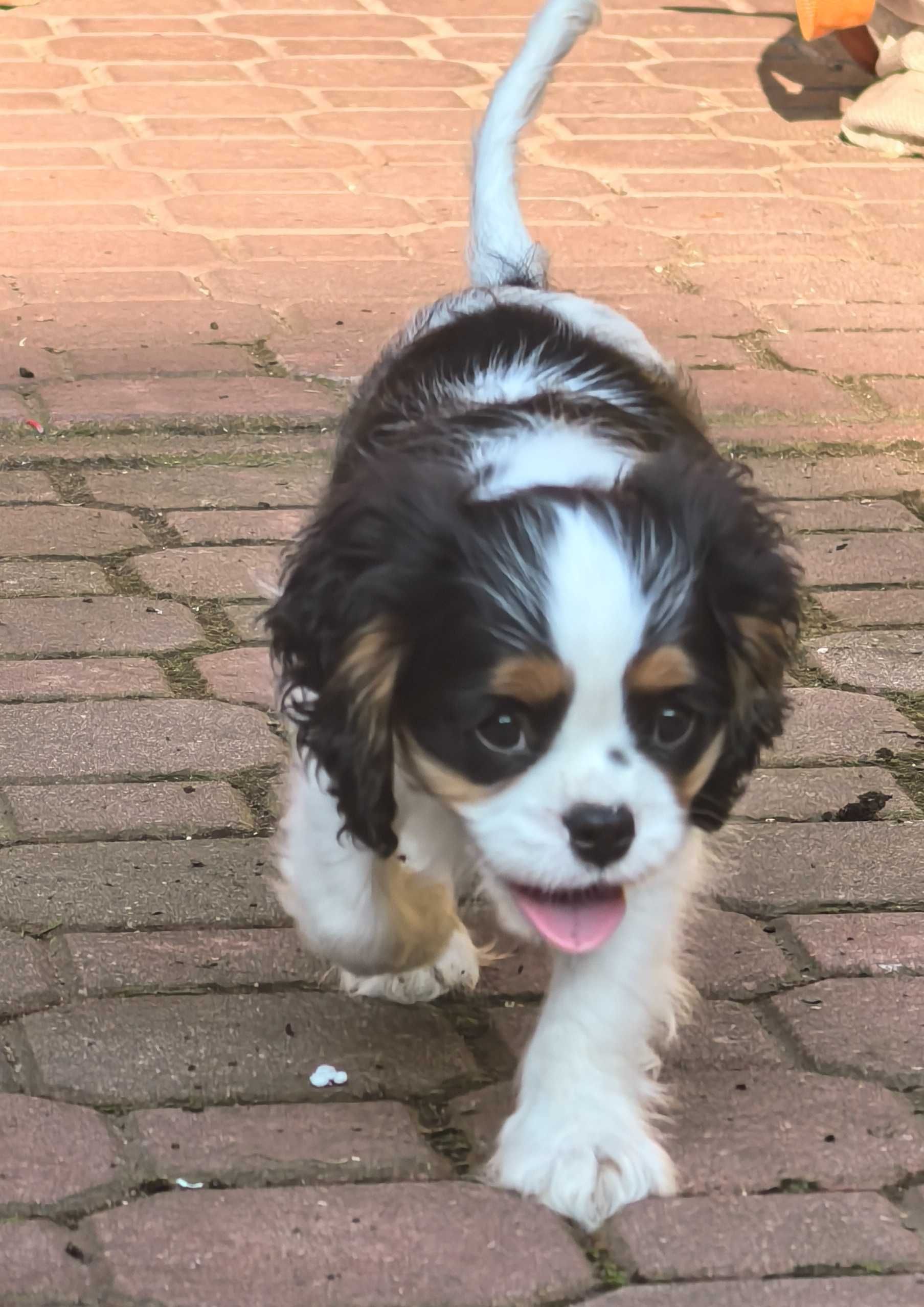 Cavalier King Charles spaniel FCI ZKwP po imp. Włochy