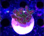 Akwarium morskie Pocillopora damicornis Bird of paradise Birdsnest