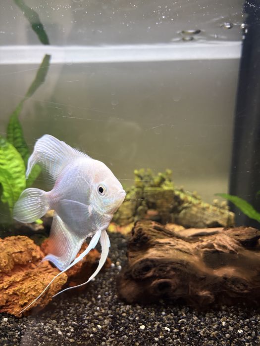 Peixe Escalar Branco