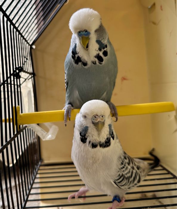 Periquitos e Rolas Diamantes