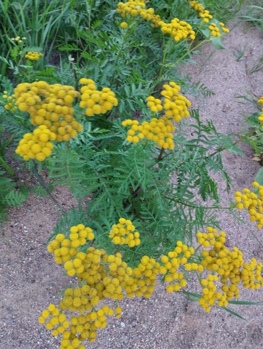 Wrotycz sadzonki i susz