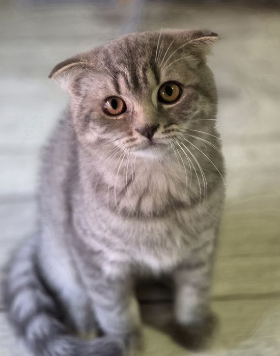 Kotka szkocka scottish fold zwisłoucha do odbioru kocięta
