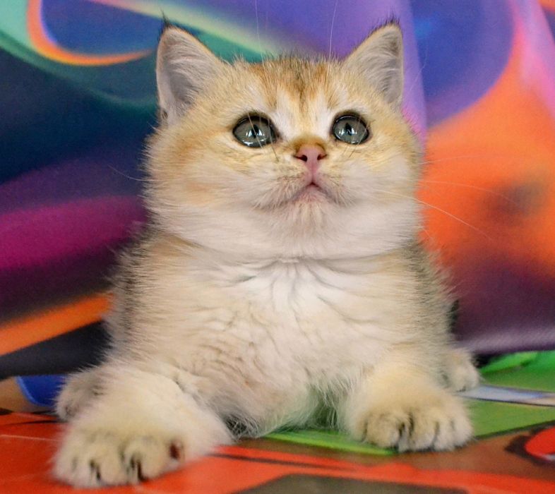 Породистые британские золотые ny 11 ny 12 шиншиллы