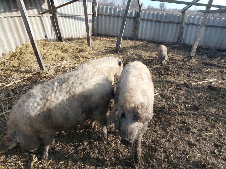 Свині та поросята мангалиці.