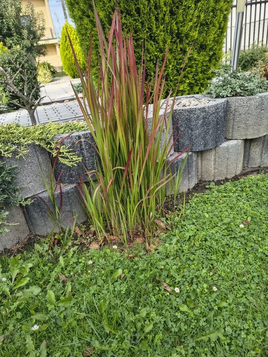 trawa Red baron ostatnie sztuki