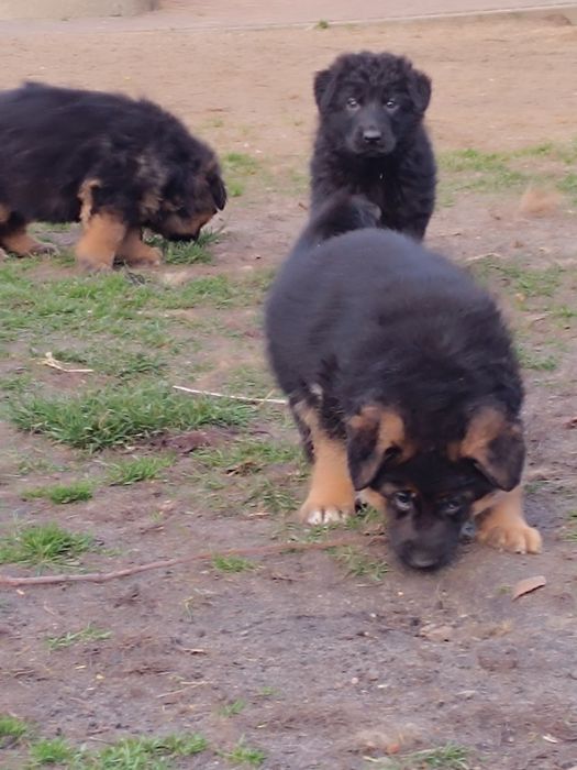 Owczarek niemiecki krótkowłosy suczka