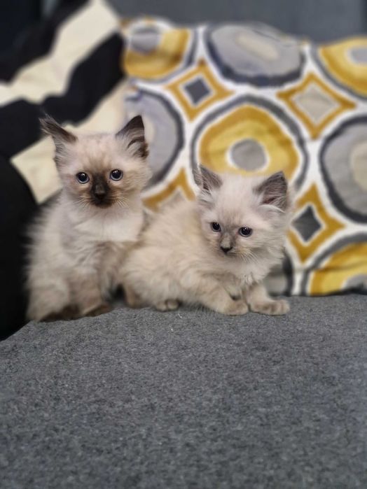 Kotki i Kocurek Ragdoll