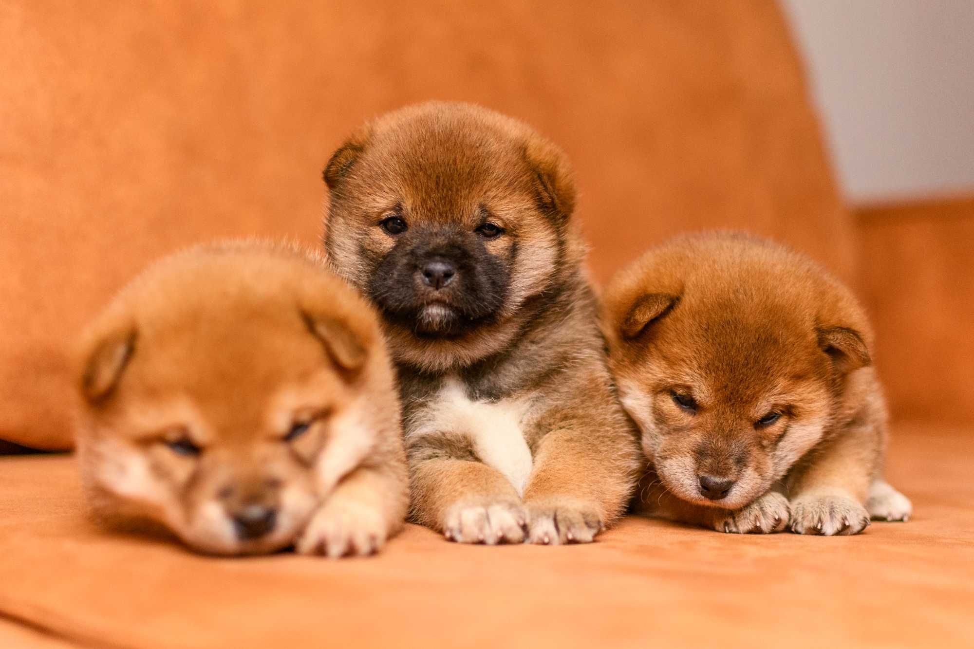 Прекрасные щенки шиба ину (shiba inu)
