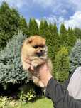 Szpic miniaturowy pomeranian piesek