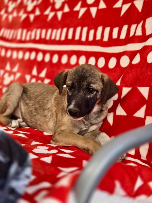 KRISTIANO  4 mies. szczeniak do adopcji. Uratowany w Bułgarii