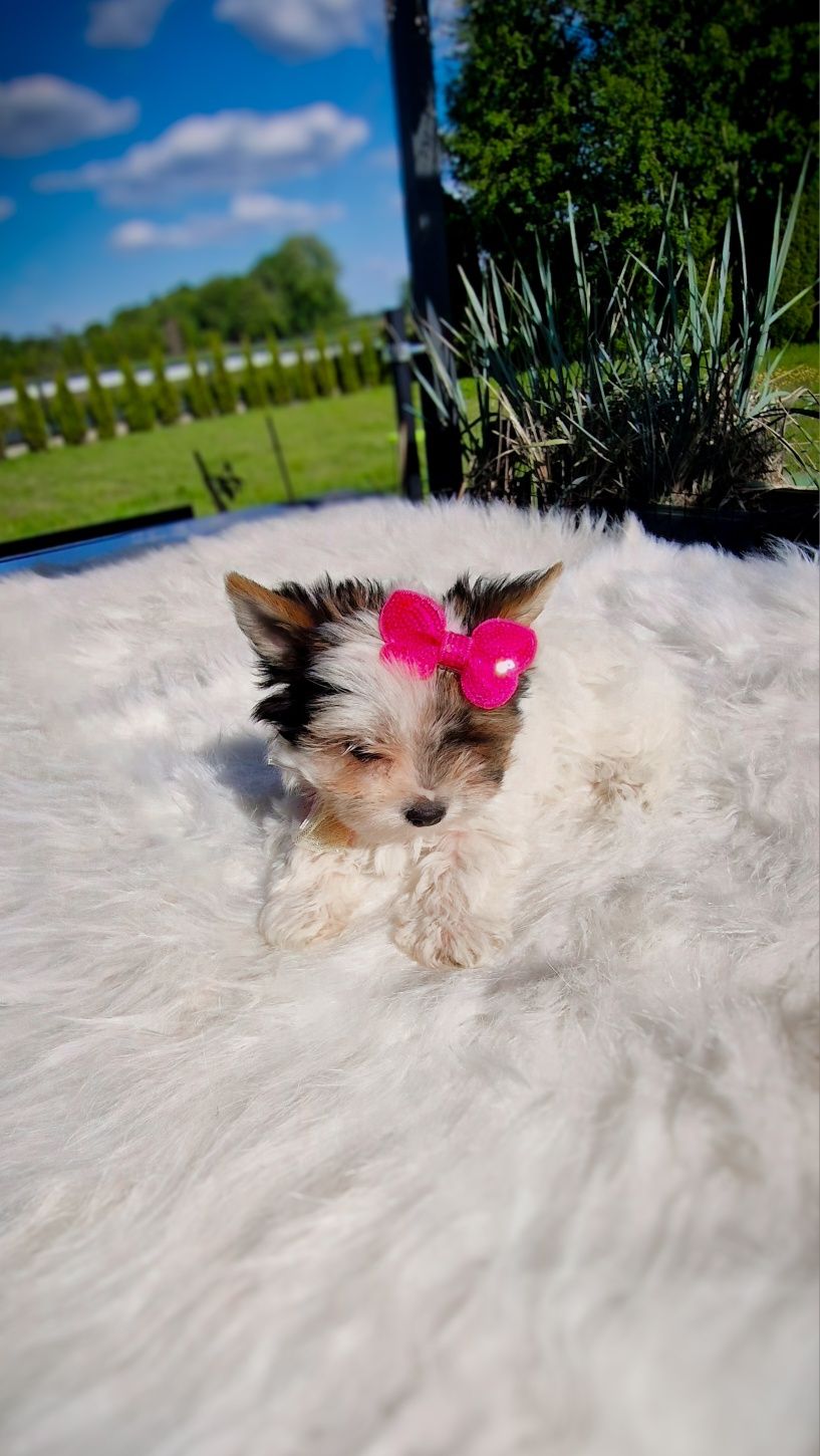 **MINI KSIĘŻNICZKA** Biewer Yorkshire Terrier Gotowa do odbioru!
