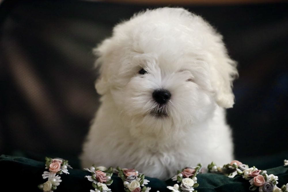 Coton de Tulear FCI / ZKwP
