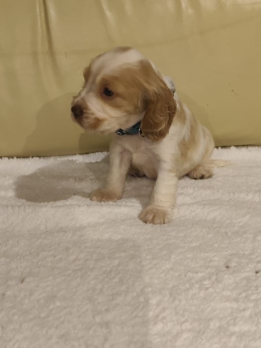 Cocker Spaniel MENINO