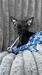 SWEET RICO -Malutki chlopiec Chihuahua