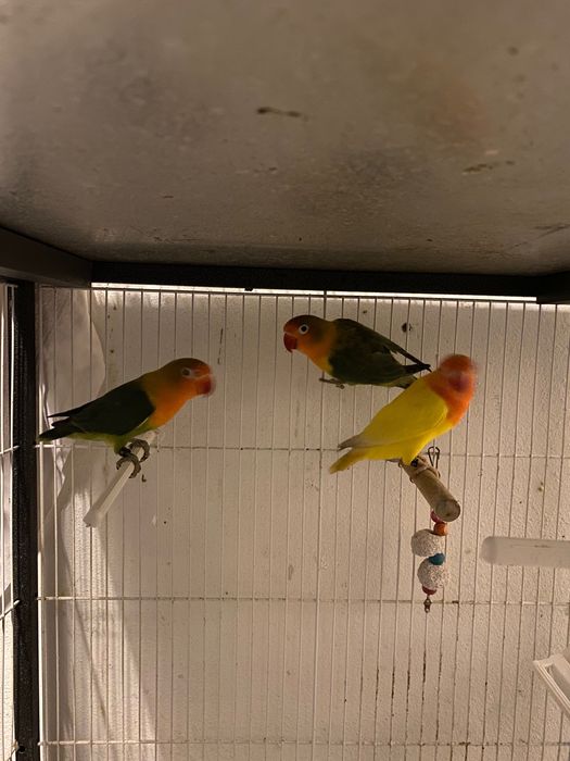 Vendo Agapornis Fischeris Sexados de 2025