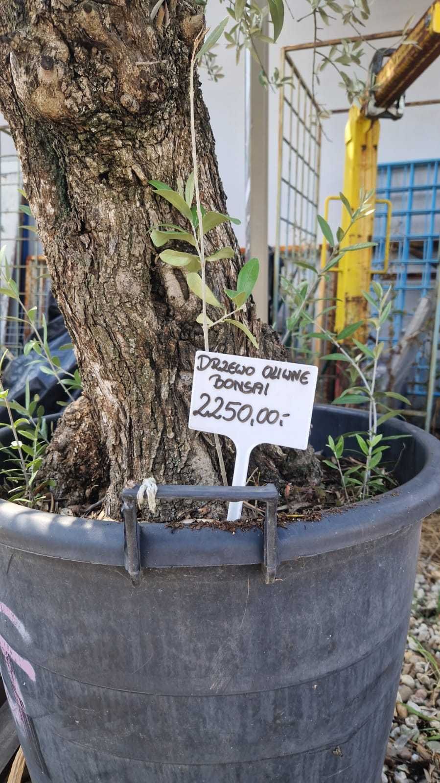 Drzewko drzewo oliwne