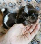 Shih Tzu szczenięta