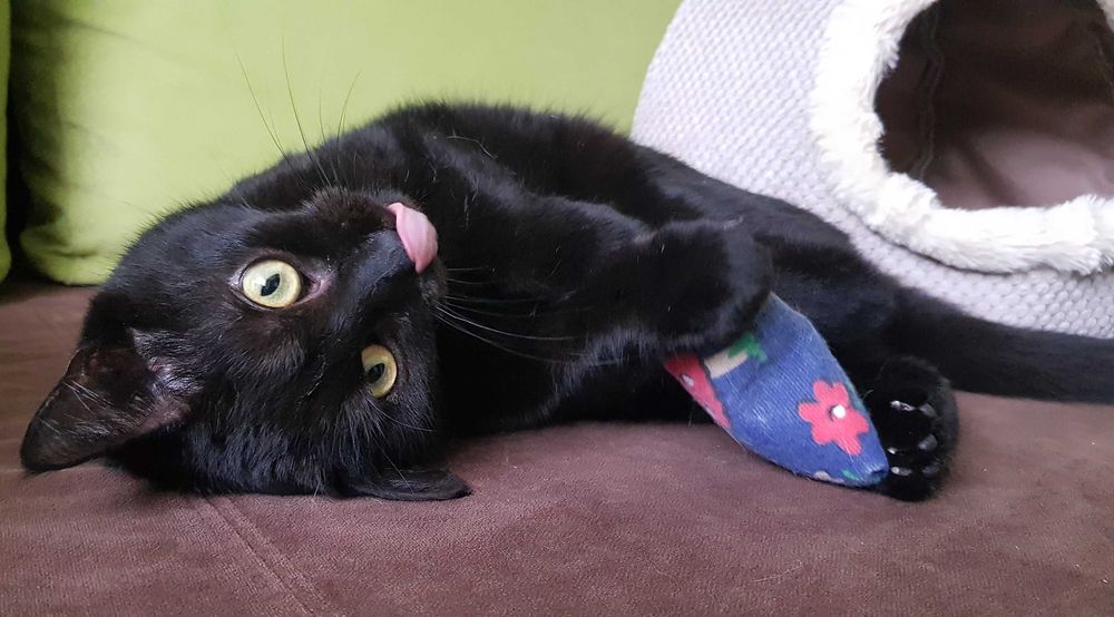 Poznań i okolice - kotka Perpetka szuka domu