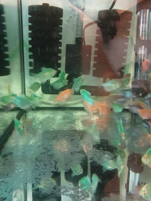 Akwarium tetra danio Turek