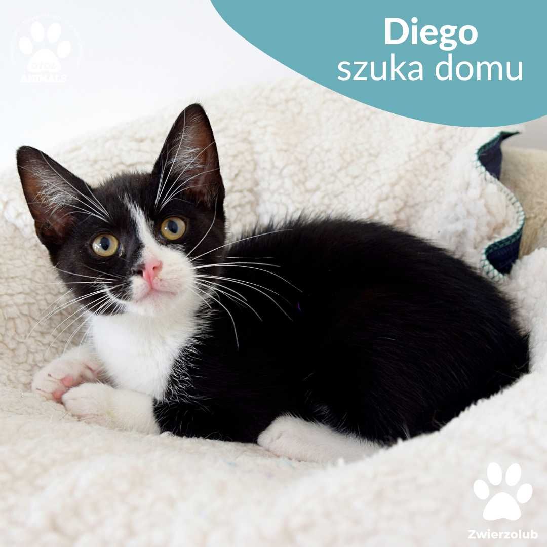 Czarno biały kociak Diego do adopcji! Kotek szuka domu