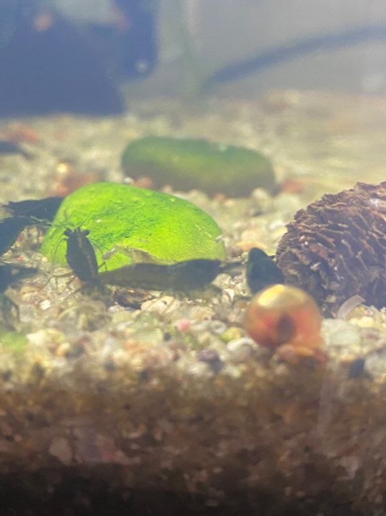 Camaroes/ neocaridinas green jade