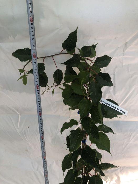 Актинідія 10 сортів  аргута