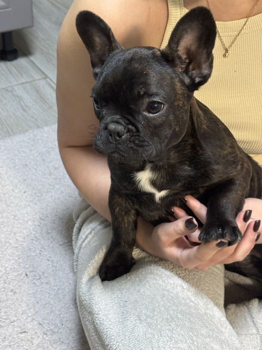 Продам щенка французького бульдога
