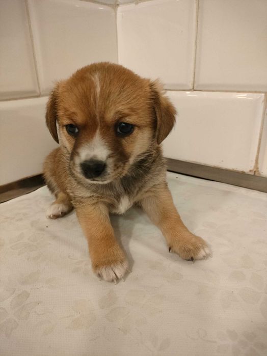 pieski szczeniaki oddam