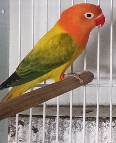 agapones para criar a mao